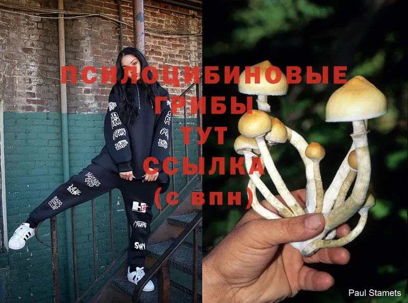 купить  сайты  Гаврилов-Ям  Галлюциногенные грибы MAGIC MUSHROOMS 